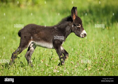 Donkey Foal Walking On Meadow Stock Photo Alamy