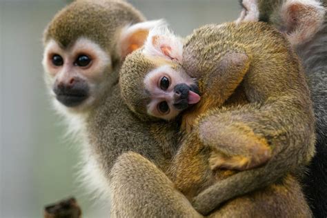 Male Squirrel Monkeys Swell Up With Water By 20 During The Breeding