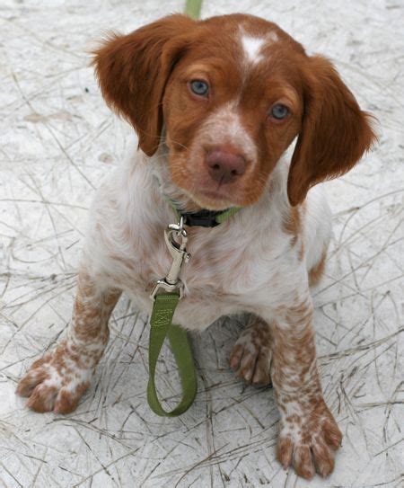 Brittany Spaniels Are Perfect Especially With Those Gorgeous Blue Eyes