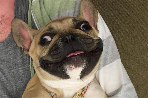 31 Animal Smiles From 2014 That Will Make You Too Happy