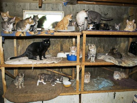 Pet Hoarding Horrors 27 Photos Spotlight Cruel Disorder Photo 1