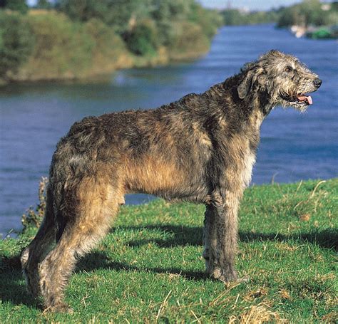 Irish Wolfhound Dogs Breeds