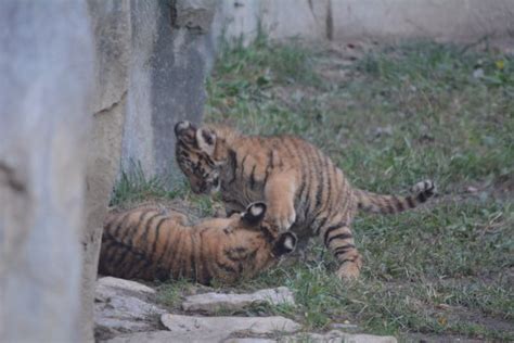 Tiger Babies Picture Of Columbus Zoo Powell Tripadvisor