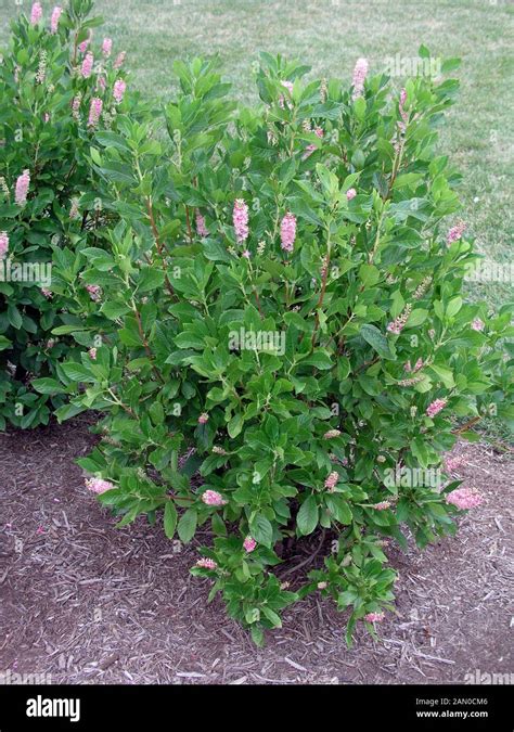 Clethra Alnifolia Ruby Spice Sweet Pepper Bush Stock Photo Alamy