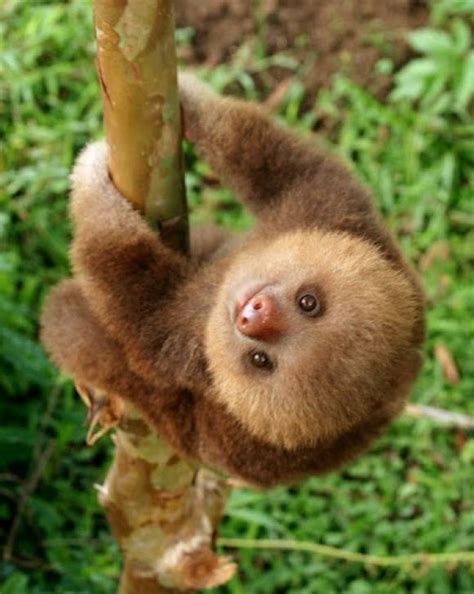 A Picture Of A Cute Baby Sloth Adorable Baby Sloth Is Rescued Just In