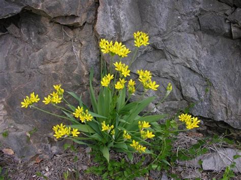 Allium Moly North American Rock Garden Society