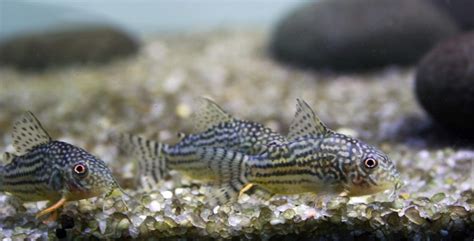 Corydoras Catfish Profile Tank Conditions Feeding And Breeding The