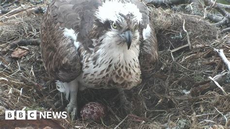 First Egg Of The Season For Loch Of The Lowes Osprey Lassie Bbc News