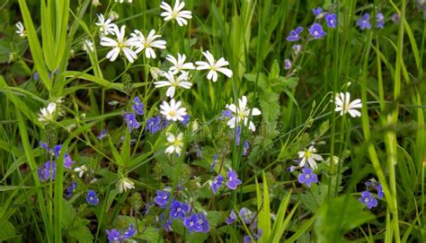 White And Blue Field Flowers Among Green Grass Peaceful Nature