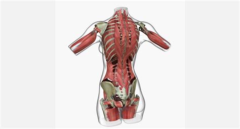 Want to learn more about it? Female Torso Muscle Anatomy Combo 3D Model