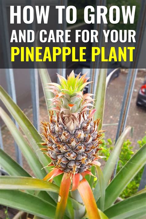 How To Grow And Care For Your Pineapple Plant In 2021 Pineapple