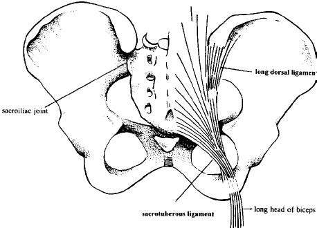 Schematic Drawing Of The Relations Between The Pelvis Sacrotuberous