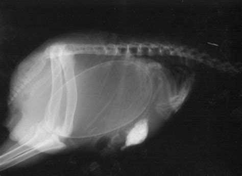 Rare X Rays Of Pregnant Animals