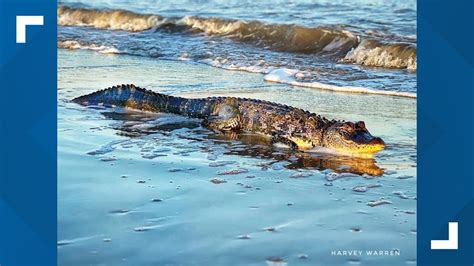 Big Alligator Seen On Texas Beach Near Galveston