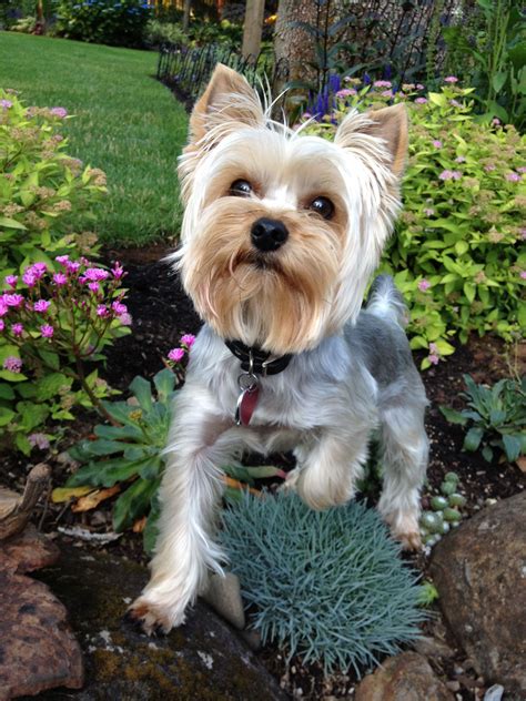 This Is Fender My 2 Year Old Yorkie Caught Stepping On My Plants