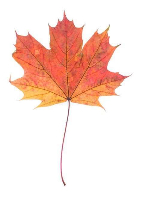 One Autumn Maple Leaf Isolated On Whit Stock Photo Image Of Gold