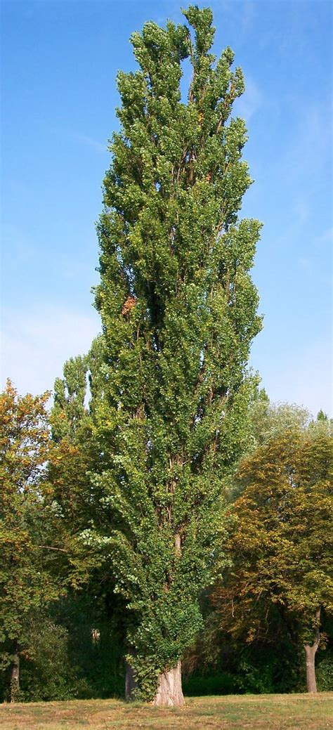 Picture Of A Fastigiate Black Poplar Tree