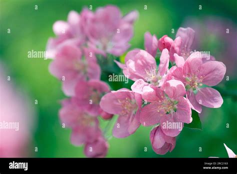 Apple Blossom Malus Pumila Cv Niedzwetzkyana Aldenham Purple