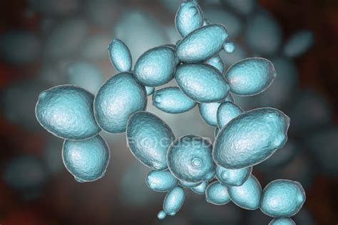 Digital Illustration Of Budding Yeast Cells Saccharomyces Cerevisiae