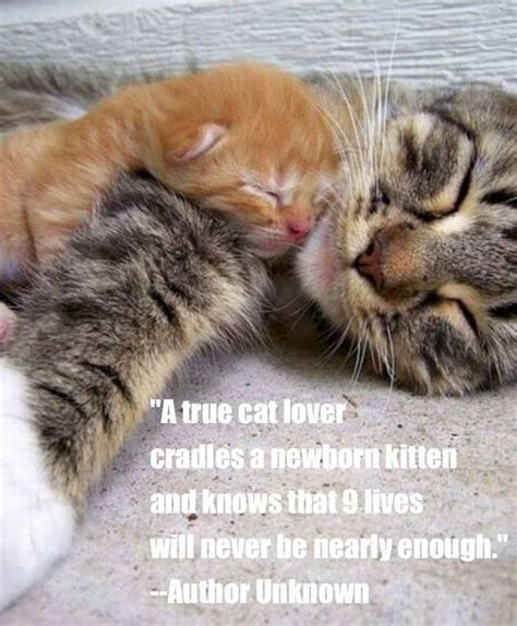 182 Best Lovely Quotes And Sayings About Cats Images On Pinterest