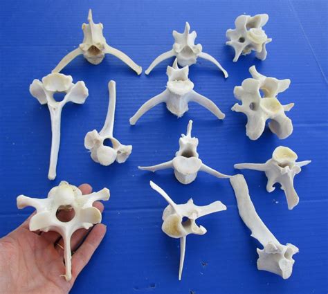 12 Large Real Whitetail Deer Vertebrae Bones For Sale 3 12 To 5 12 Inches