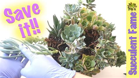 Here are the main clues something has gone wrong and how to remedy them. How to Save a Dying Succulent (What You Need to Know ...