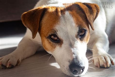 11 Jack Russell Old Age Problems And How To Identify Them