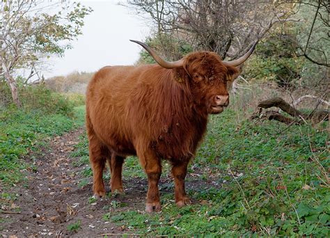 Filescottish Highland Cow In Westduinpark The Hague
