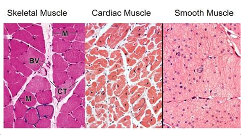 Histology Of Muscle Tissue Cardiac Muscle Skeletal Muscle Smooth