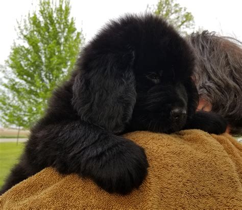 Newfoundland Dog Puppies For Sale Jamestown In 276707