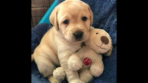 We did not find results for: Best Surprise Puppy Dog Gift Ever - Cute Puppies Videos