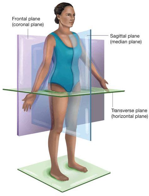 Anatomical Planes And Axis Planes Axes Of Movement 1024x716