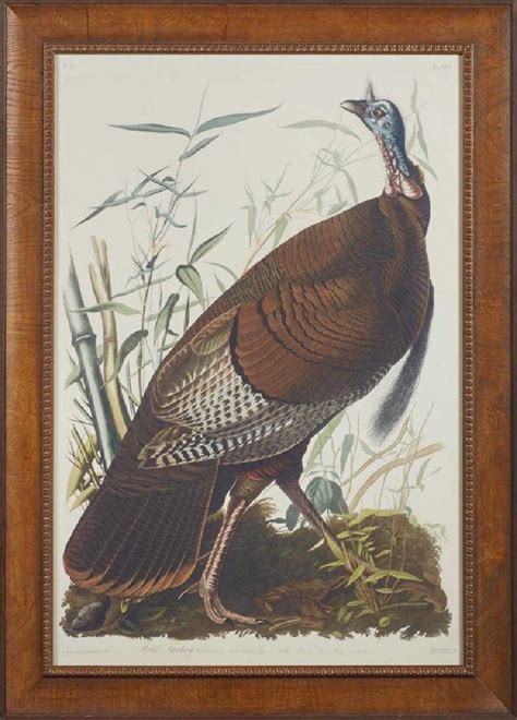 john james audubon 1785 1851 wild turkey no 1