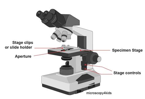 Compound Microscope Their Parts And Function Microscopy4kids