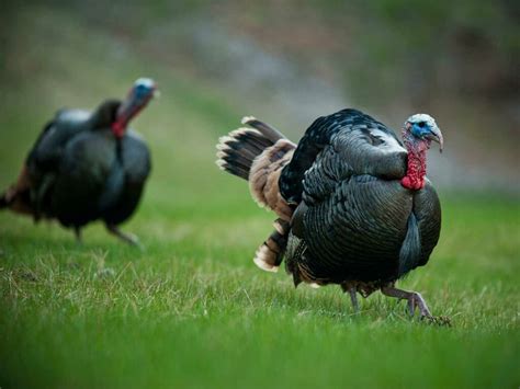 18 Tips For Hunting Pressured Late Season Turkeys Field And Stream