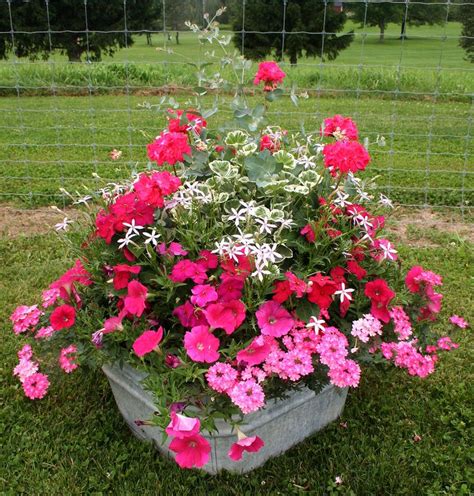 17 Best Images About Container Gardening On Pinterest Container