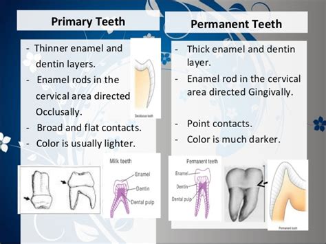There is no difference between coke and pepsi in terms of tooth decay. Difference between primary and permanent teeth