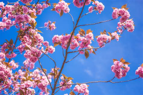 Free Images Tree Branch Flower Petal Floral Spring Produce