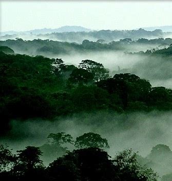 The congo rainforest is high in humidity with averages from 80 to 90 percent. CONGO RAINFOREST - over 20 key facts