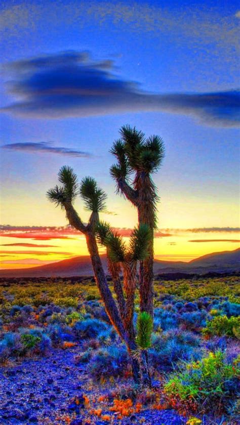 Mojave Joshua Tree Sunset Source Sunset Scenery Nature