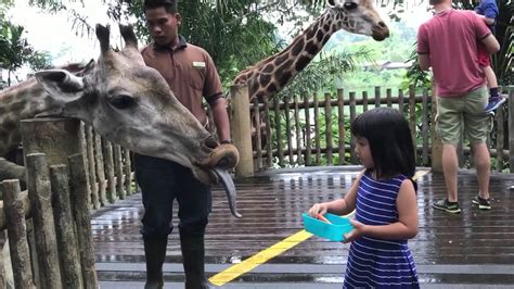 Animal Feeding Time At Singapore Zoo Youtube