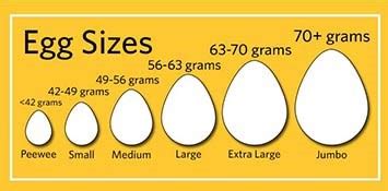 Types Of Eggs And The Factors That Affect Egg Size