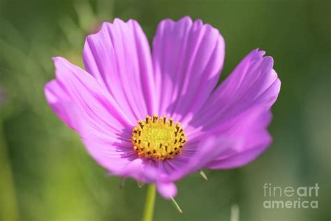 Purple Cosmos Wildflower Series Photograph By Jeannette Hunt Pixels
