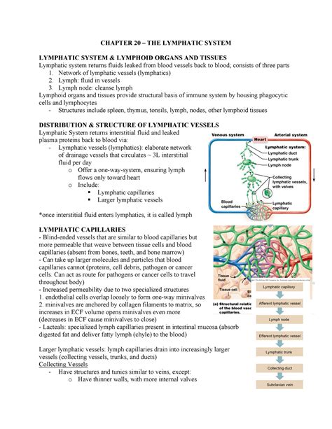Chapter 20 The Lymphatic System Chapter 20 The Lymphatic System