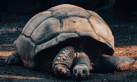 Galapagos Giant Tortoise Free Photo On Pixabay Pixabay