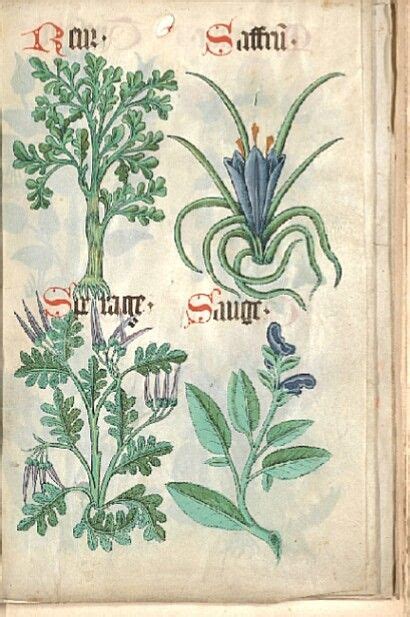 Manuscript Herbal And Bestiary In An Unidentified Hand Completed