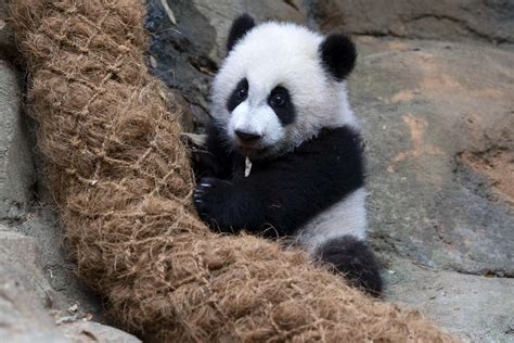 Panda Updates Friday March 31 Zoo Atlanta