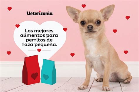 Las Mejores Dietas Para Perros De Raza Pequeña