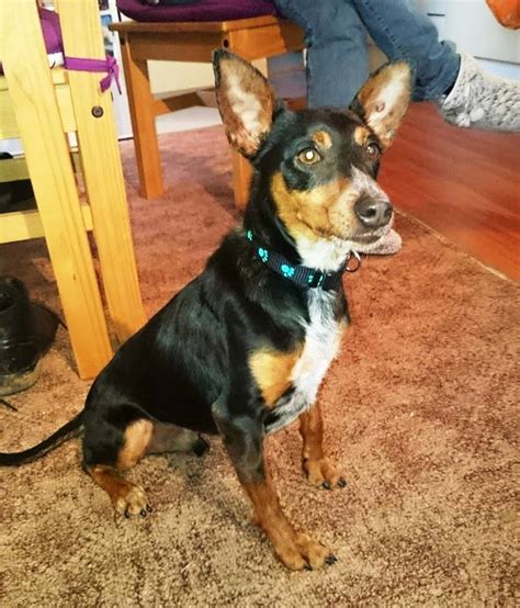 Reggie 4 Year Old Male Miniature Pinscher Cross Dog For Adoption