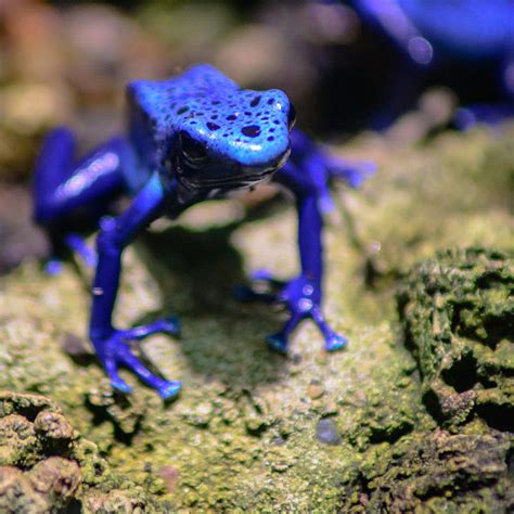 19 Colorful Pictures Of Poison Dart Frogs